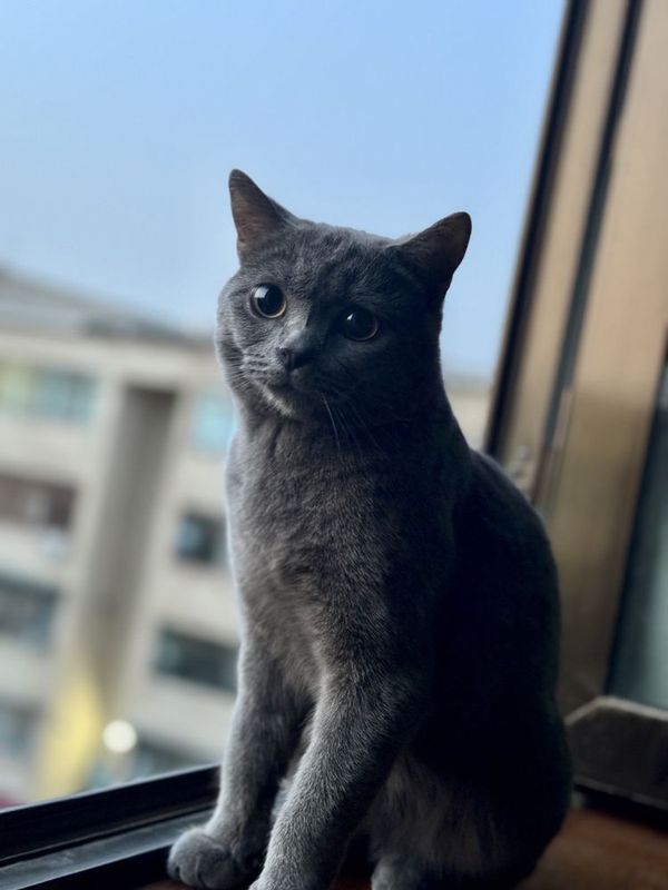 Кот Британец для вязки Кот Британец для вязки