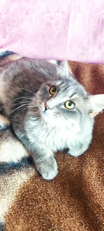 Котенок в добрые руки Котенок в добрые руки