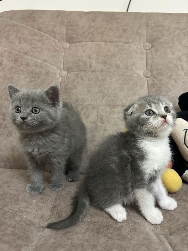 Scottish fold va Scottish straight Scottish fold va Scottish straight