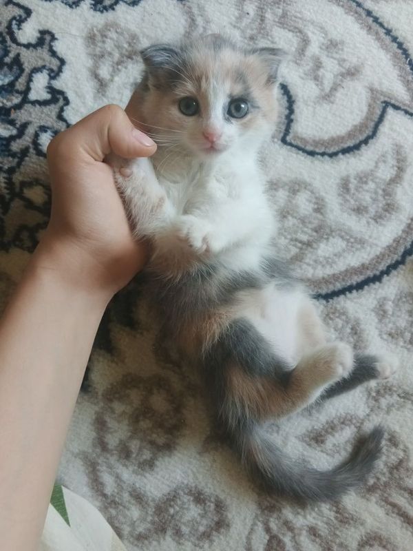 Scottish fold 750 ming sòm Scottish fold 750 ming sòm