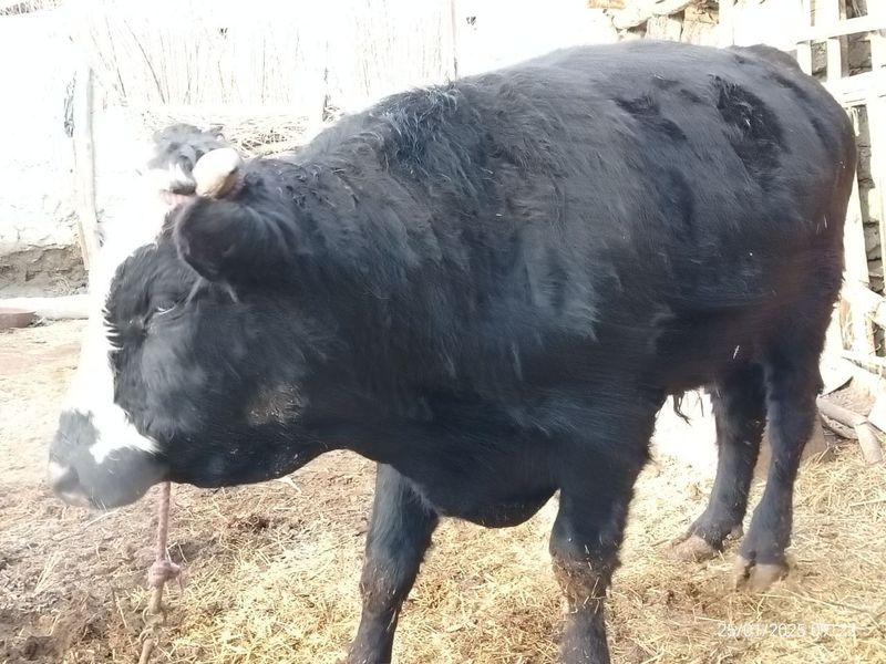 Ангус зотли Бука сотилади