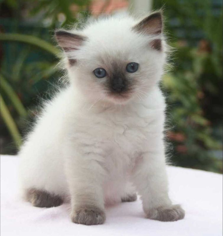 Тайские котята, 1.5мес Тайские котята, 1.5мес