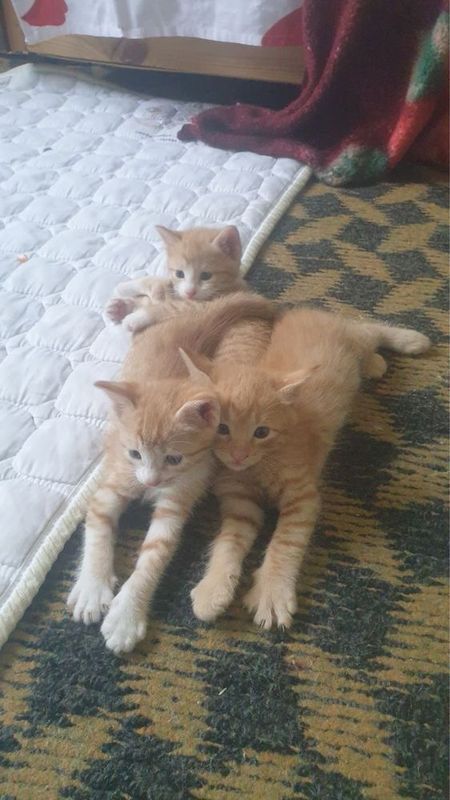 Домашный котенок Домашный котенок