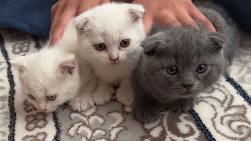 Scottish fold mushuk bolalari sotiladi Scottish fold mushuk bolalari sotiladi