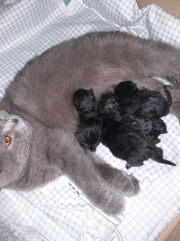 British shorthair British shorthair