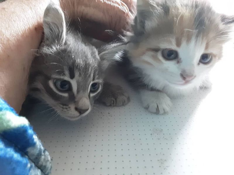 Продаются домашние чистые котята... Продаются домашние чистые котята...