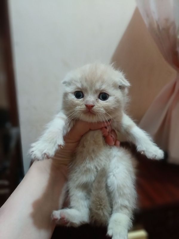 Scottish fold va strayt sotuvda Scottish fold va strayt sotuvda