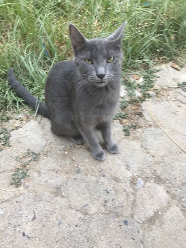 Русккая голубая кот