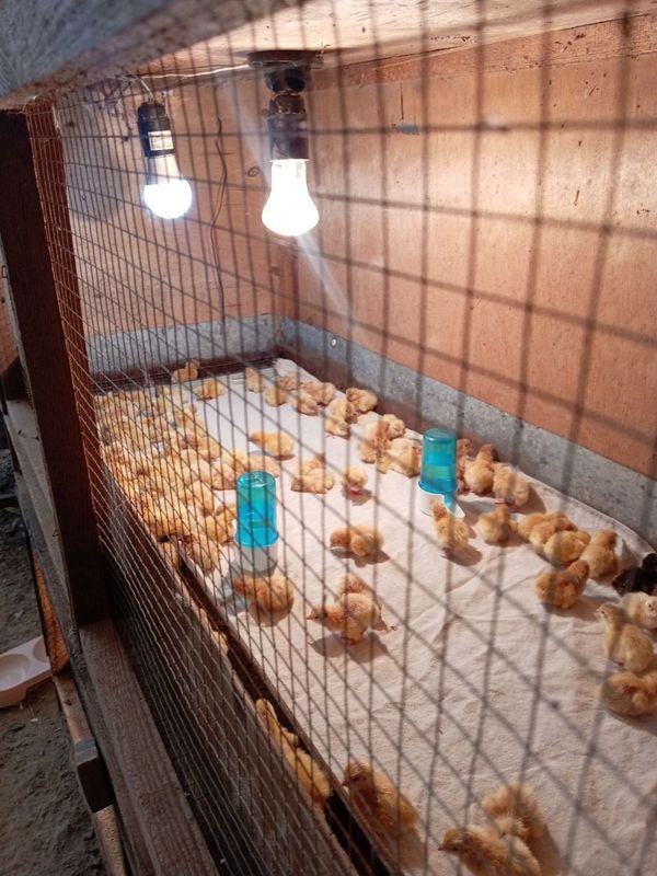 Бедана Жужалари. Бедана Жужалари.