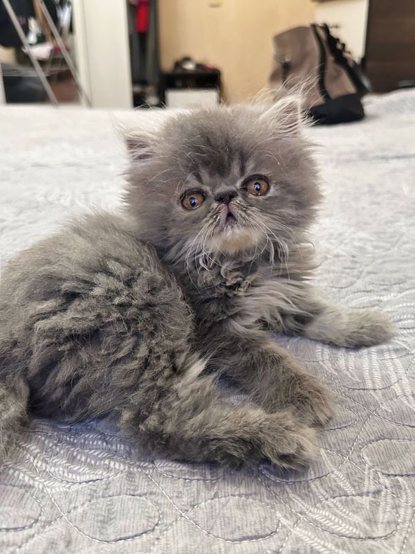 Персидские котята Персидские котята