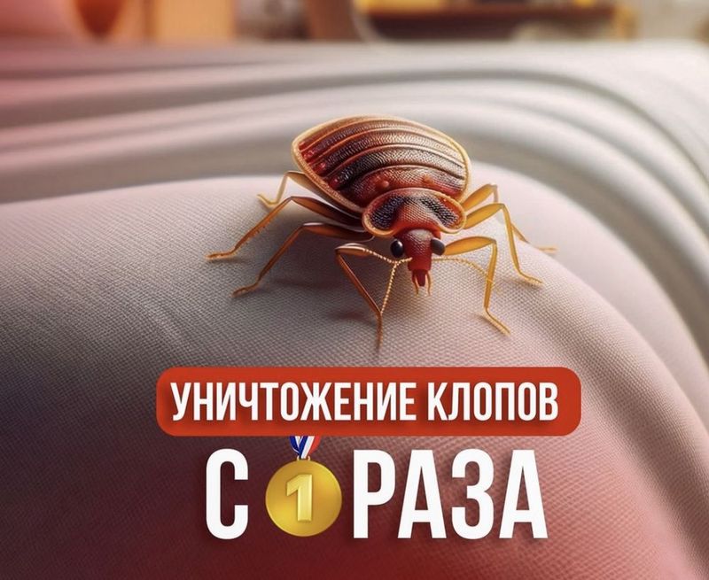Дезинфекция 100% Дезинфекция 100%