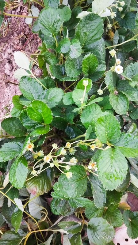 4 faslda hosil beruvchi qulupnay koʻchati sotiladi