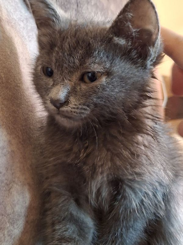 Продаю милого котенка
