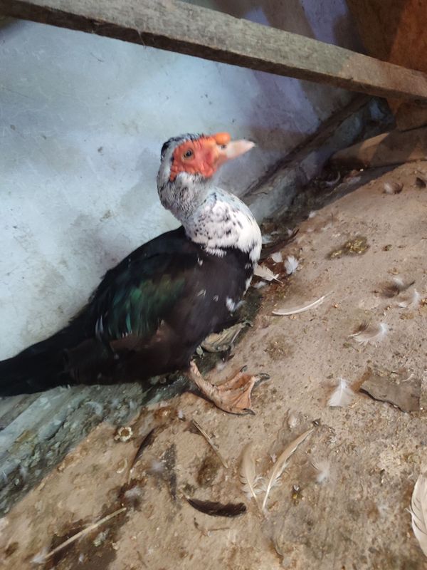 Indautka sotiladi Indautka sotiladi