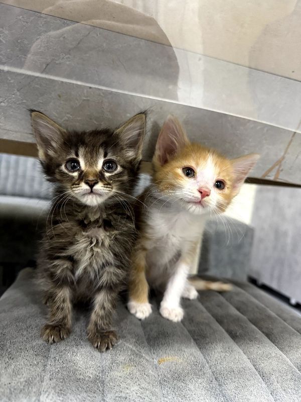 Продаю милых котят
