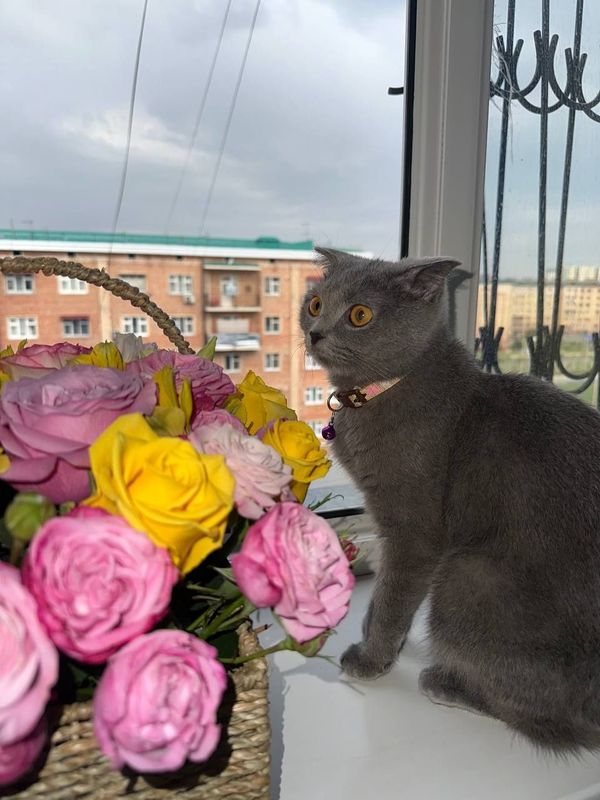 Zotdor British Shorthair mushukcha sotiladi. Zotdor British Shorthair mushukcha sotiladi.