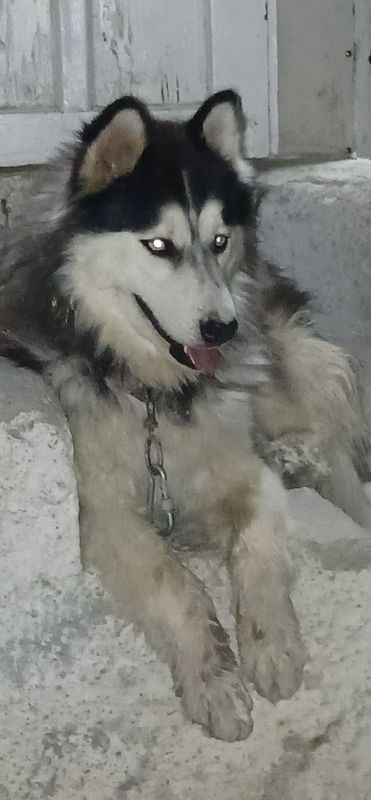 Sibirskiy xaski sotiladi 11 oylik tozza qon ekrak kuchuk