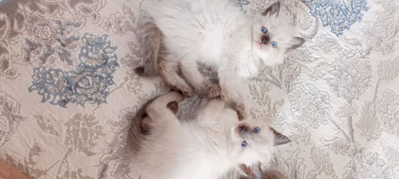 Сямские котята 1 ойлик сотилади Сямские котята 1 ойлик сотилади