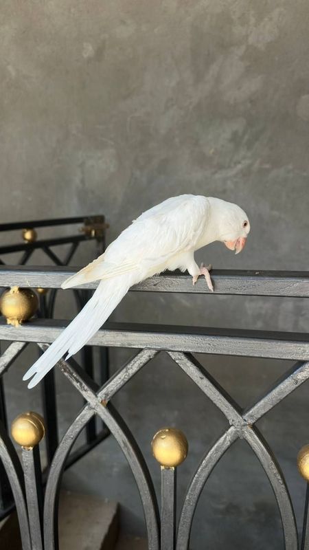 Ручной ок ожирела