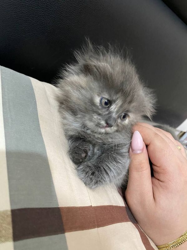 Продам срочно веслоухие котята Продам срочно веслоухие котята