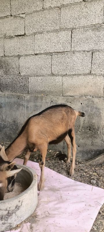 Alpin bollari sotiladi