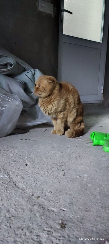 Bu mushuk, ehtimol, "Scottish Fold" zotiga mansub bo'lib, qizg'ish-jig