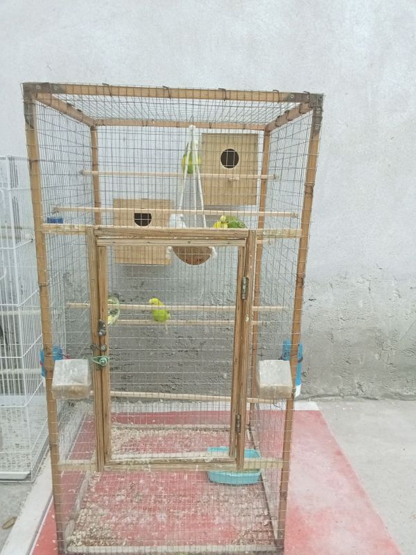 Продам волнистых попугайчиков