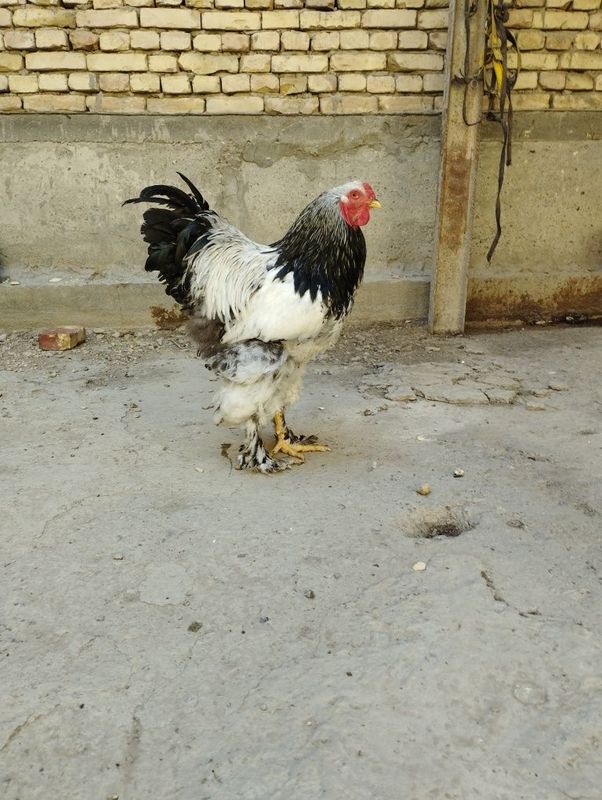 Brama tovuqlari sotiladi Brama tovuqlari sotiladi