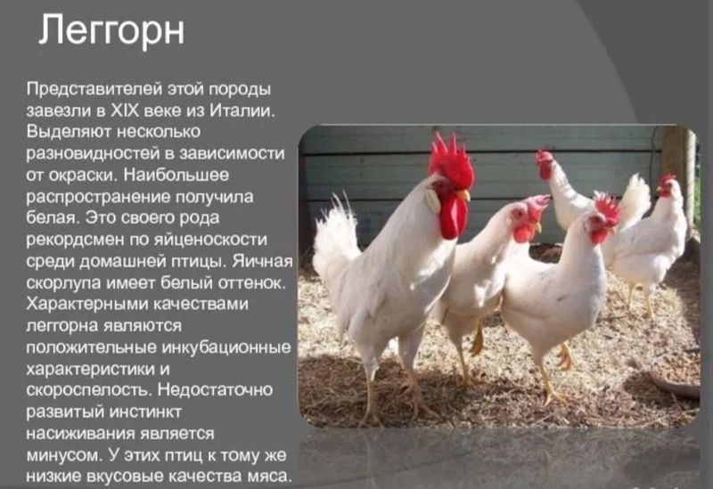 Инкубационые яйца леггорн Инкубационые яйца леггорн