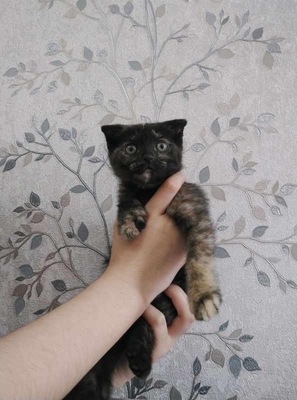 шотландский вислоухий шотландский вислоухий