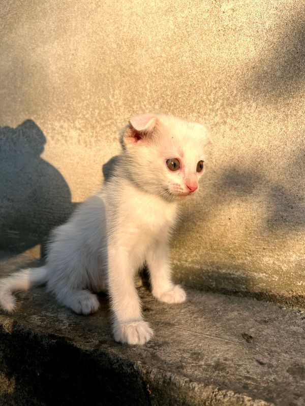 котенок фолда котенок фолда