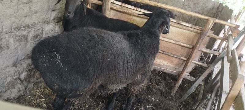 Hayitga Qoʻchqorlar sotiladi Hayitga Qoʻchqorlar sotiladi
