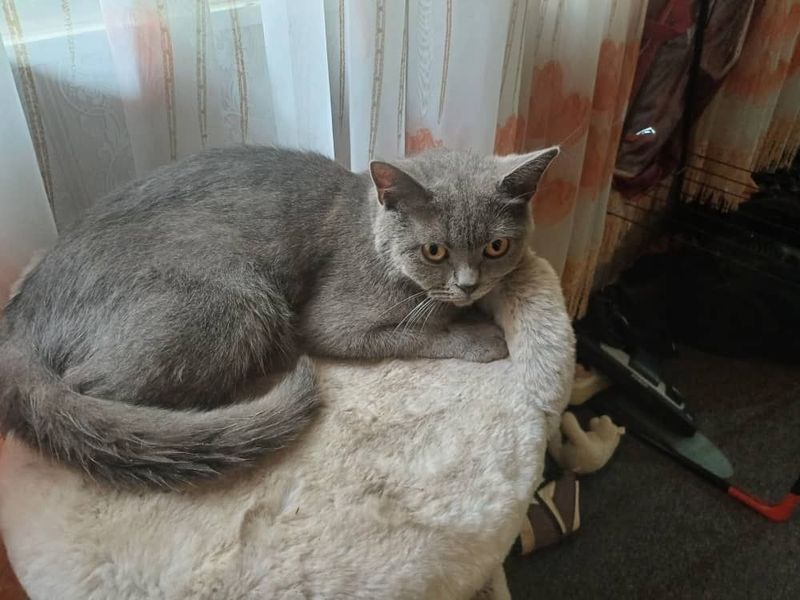 Продаются породистые котята.а Продаются породистые котята.а
