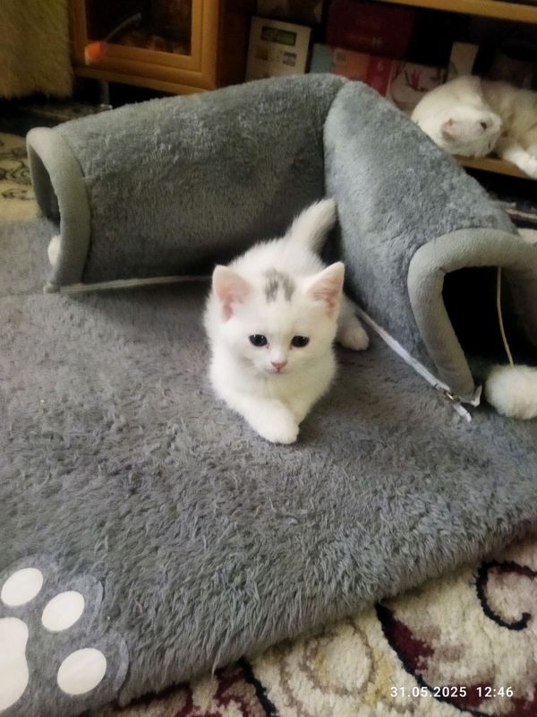 срочно продаются котята не допого срочно продаются котята не допого