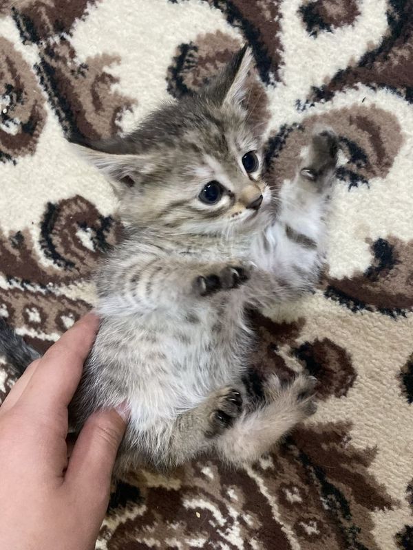 Отдам котенок даром Отдам котенок даром