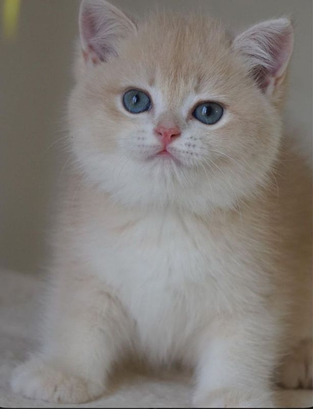 Шотланские котята шиншиллы