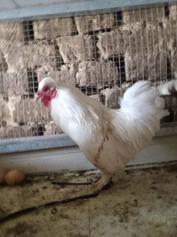 Yapon xoʻrozla sotiladi Yapon xoʻrozla sotiladi