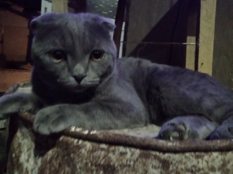 Scottish Fold mushugi Scottish Fold mushugi