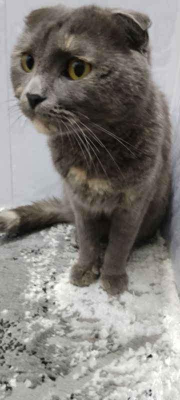 scottish fold