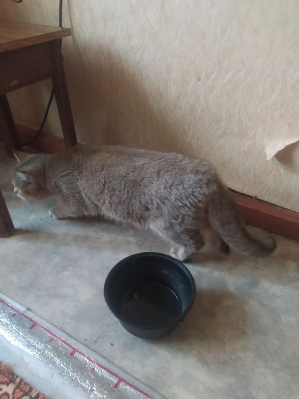 Британский кот шиншилла Британский кот шиншилла