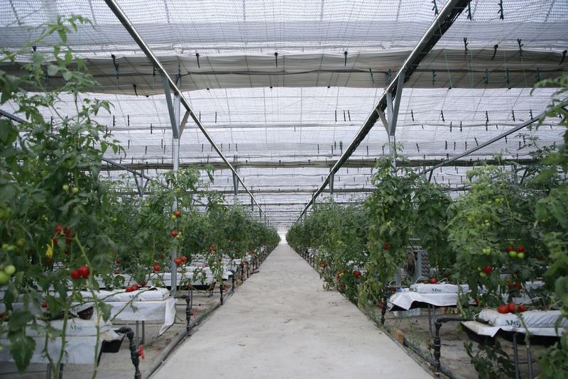 Иссик хона парник теплитца 0,75 тез сотилади