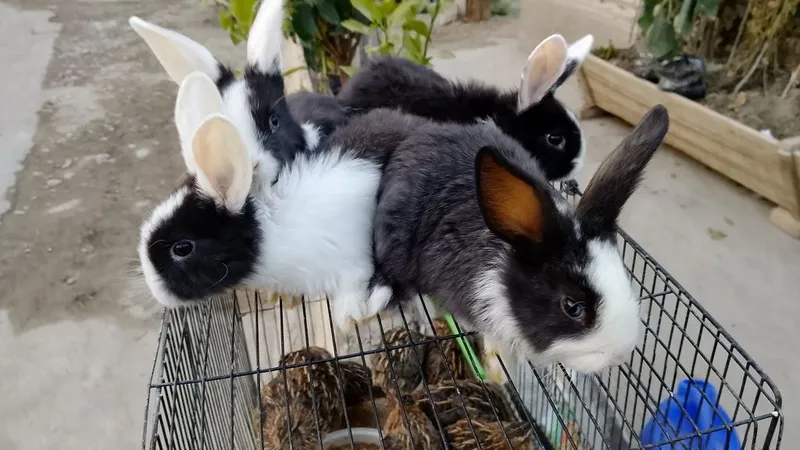 Parodali quyonlar pandacha