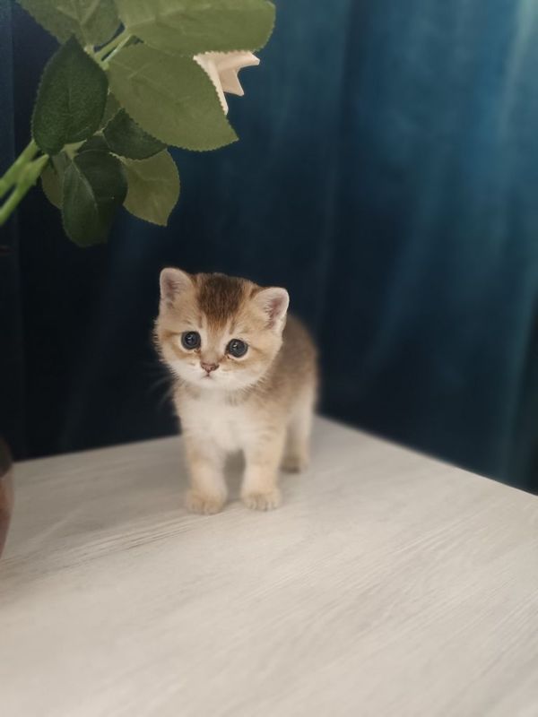 Котенок породы британец Котенок породы британец