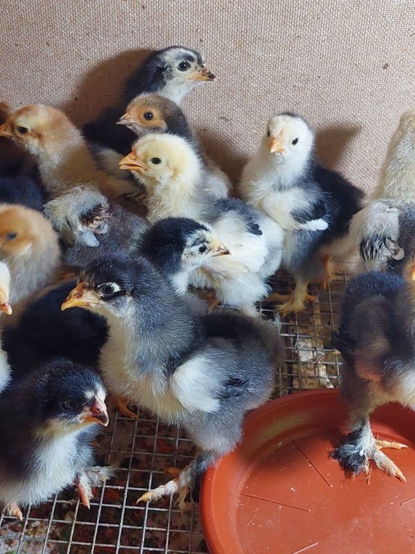 Брама мрамор жожа 15 кунлик Брама мрамор жожа 15 кунлик