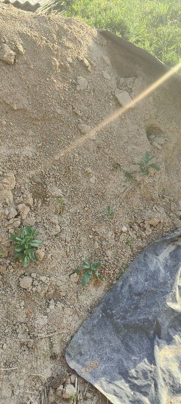 Sariq Kum sotiladi srochna Sariq Kum sotiladi srochna