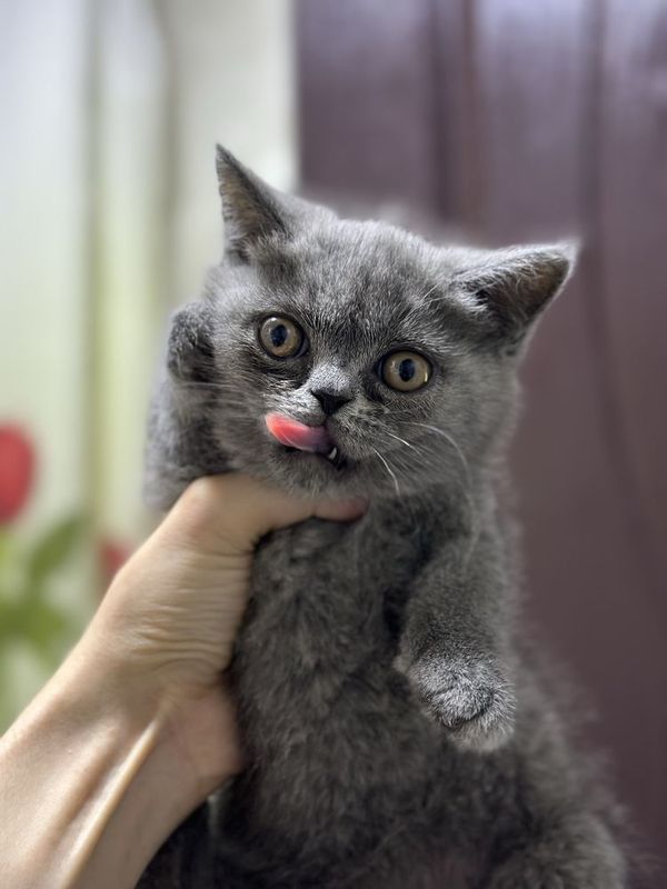 Scottish fold va Strite Mushuk Scottish fold va Strite Mushuk