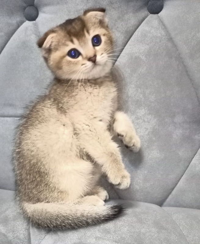Коцята ЗОЛОТАЯ Шиншилла Коцята ЗОЛОТАЯ Шиншилла