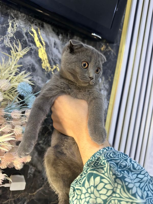 Котятки