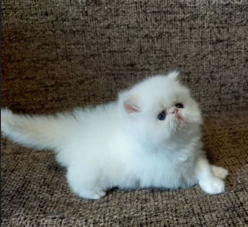 Шикарные Персидские котята Шикарные Персидские котята
