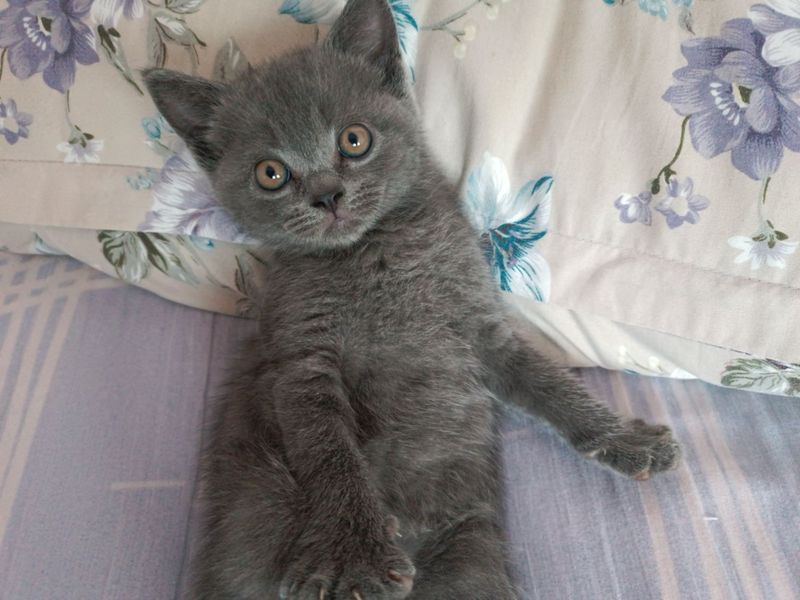 Скотиш страйт киз бола